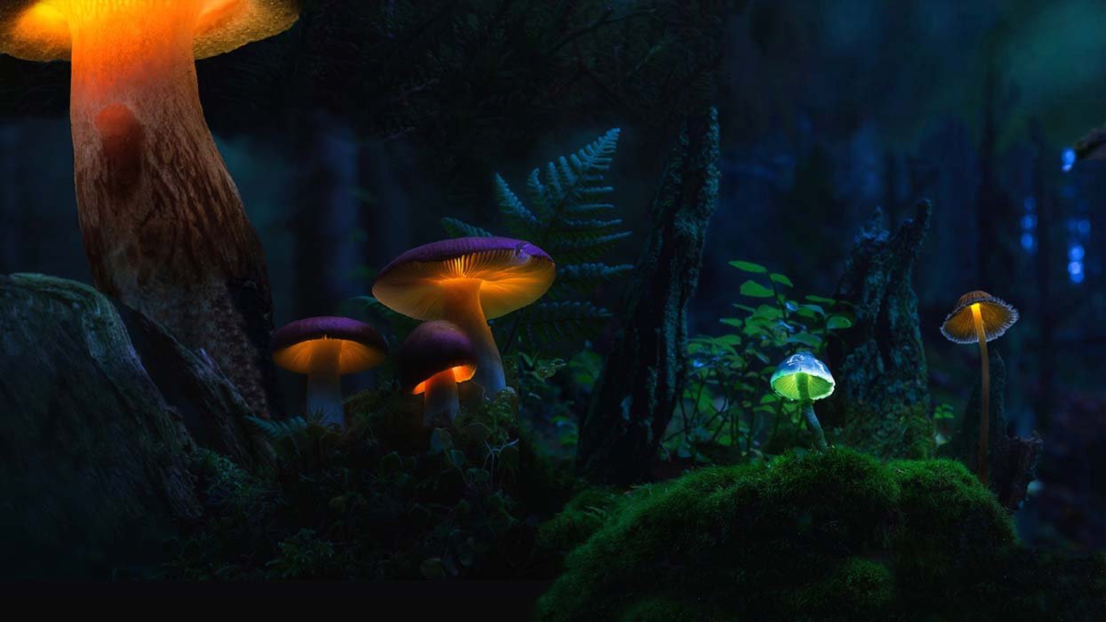 Alice, the VR Play